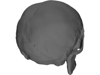 Skull Human 3D Model