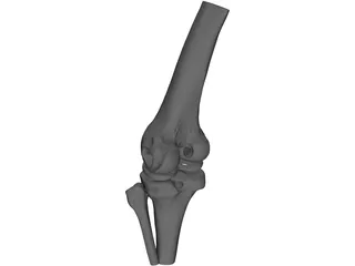 Human Knee Joint 3D Model