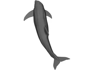 Dolphin 3D Model