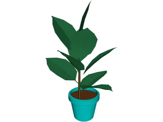 India-Rubber Plant 3D Model