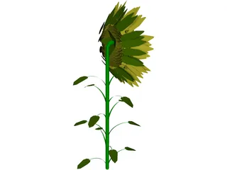 Sunflower 3D Model