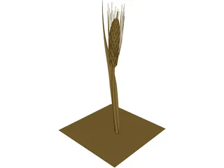 Dried Barley 3D Model