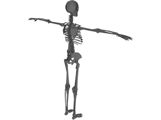 Skeleton 3D Model