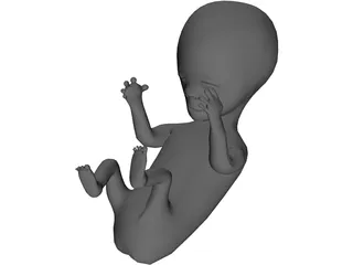 Fetus 12 Week 3D Model