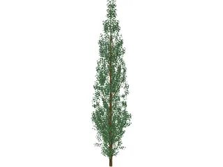 Pine Tree 3D Model