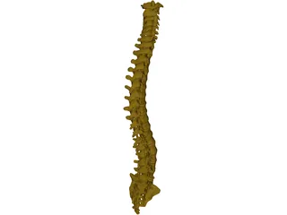 Human Spine 3D Model