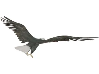 Eagle 3D Model