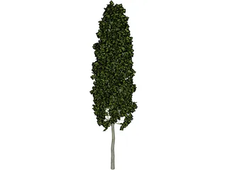 Carpinus Betulus Tree 3D Model