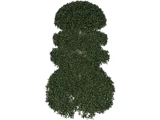 Buxux Semeprvirens Boxwood 3D Model