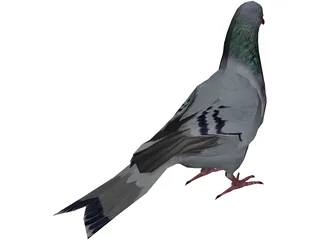 Pigeon 3D Model