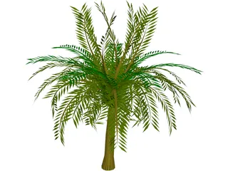 Palm Tree 3D Model