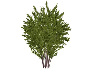 Nandina [Phyllostachys] 3D Model