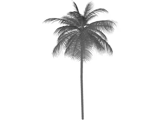 Palm Tree Caribean 3D Model