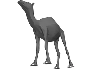 Dromedary 3D Model