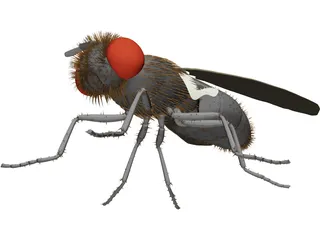 Fly Gray 3D Model