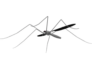 Mosquito 3D Model