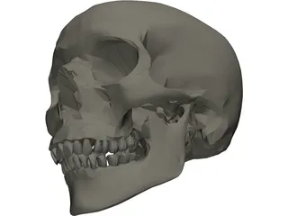 Skull 3D Model