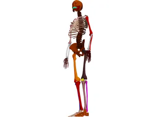 Skeleton Female 3D Model