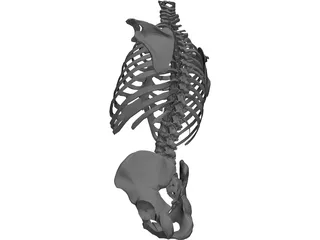 Torso Bone Male 3D Model