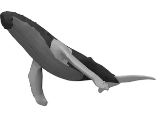 Whale Humpback 3D Model