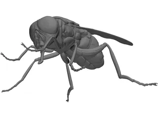 Fly 3D Model