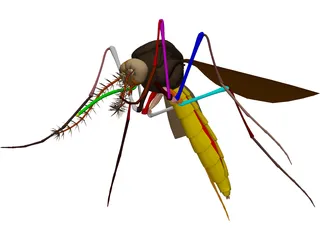 Mosquito 3D Model