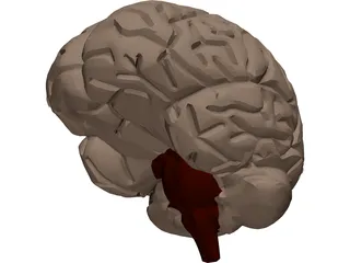 Brain 3D Model