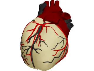 Heart with Internal Parts 3D Model