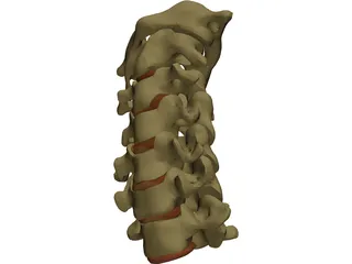 Vertebrae Cervical 3D Model