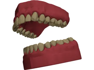 Teeth, Roots, Gums 3D Model