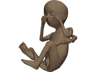 Fetus 3D Model