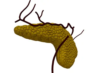 Pancreas 3D Model