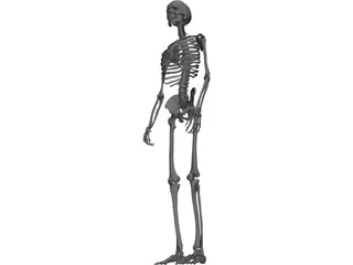 Skeleton Male 3D Model