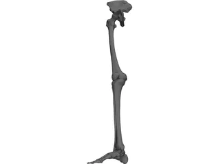 Skeletal Leg 3D Model