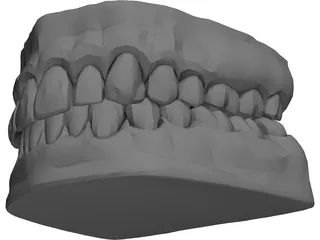 Teeth and Gums 3D Model