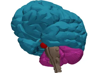 Brain Male 3D Model