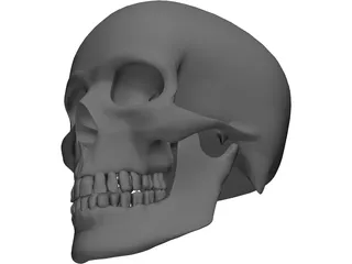 Skull 3D Model