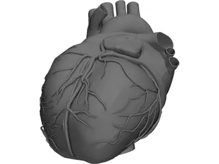 Heart 3D Model