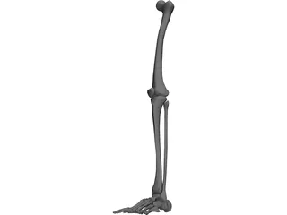 Leg Bone 3D Model