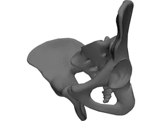 Pelvis 3D Model