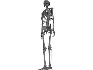 Skeleton 3D Model