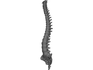 Vertebral Column 3D Model