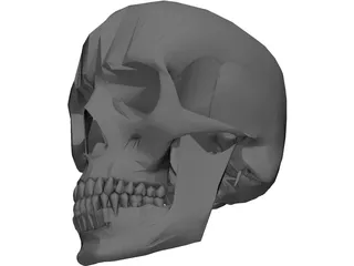 Skull 3D Model