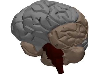 Brain Male 3D Model