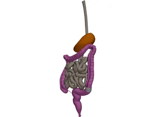 Digestive Tract Internal Organ 3D Model