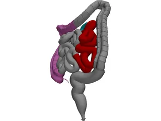 Intestines 3D Model