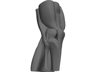 Knee 3D Model