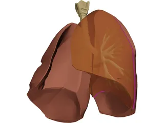 Respiratory Upper 3D Model