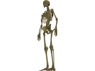 Skeleton Male 3D Model