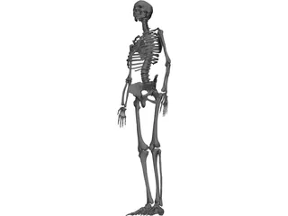 Skeleton Female 3D Model